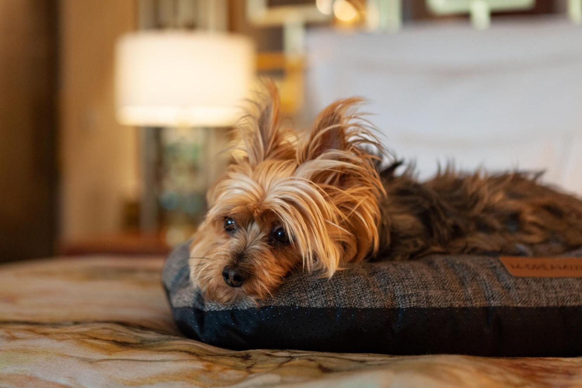 Wine & Books Lisboa Hotel Екстериор снимка A Yorkshire Terrier